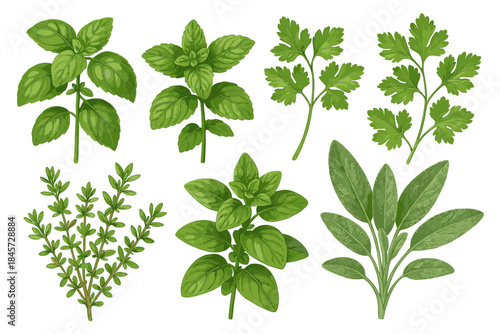 Collection of fresh herbs: basil, mint, cilantro, thyme, sage, parsley