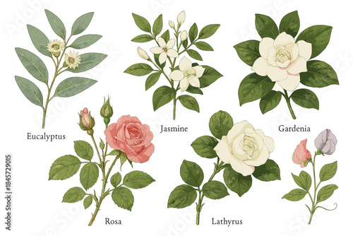 Collection of botanical illustrations: eucalyptus, jasmine, gardenia, rosa, and lathyrus flowers