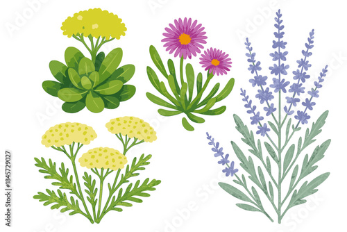 Vibrant botanical illustrations of lavender, aster, and yarrow plants