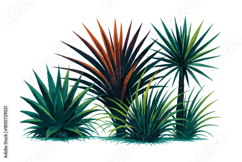 Colorful agave and yucca plants collection on white background