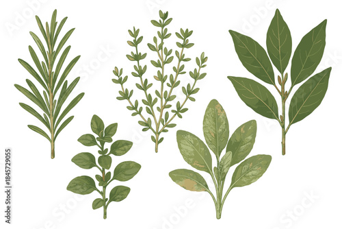 Herb varieties: rosemary, thyme, basil, sage, bay leaves illustration
