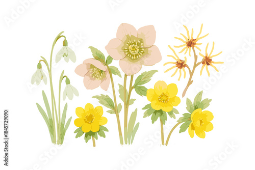 Illustrated winter flowers: hellebores, snowdrops, witch hazel, adonis aesthetics