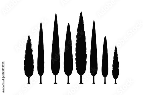 Silhouette row of tall cypress trees on white background
