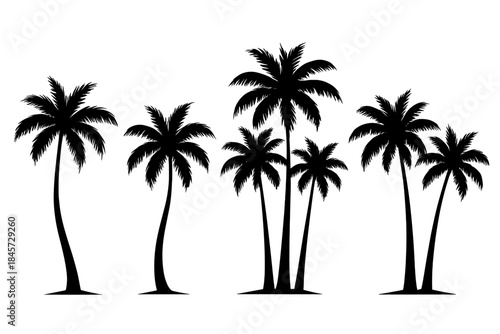 Silhouettes of elegant palm trees in varied heights on white background