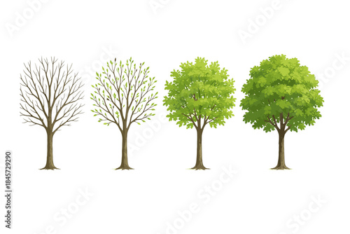 Seasonal transformation: leafless to lush green tree stages