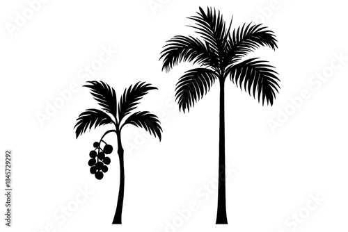 Silhouette of two palm trees with fruits against white background