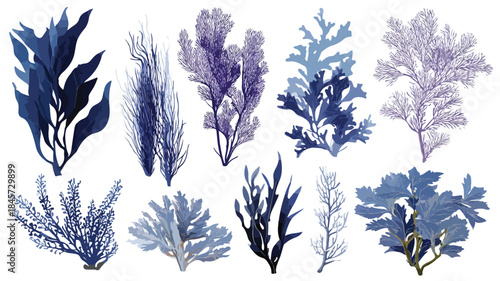 Diverse Collection of Plants Including Seaweed - Botanical Image with Various Plant Species