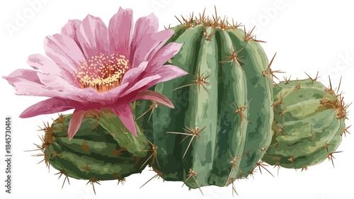 Vibrant Vector Illustration of a Cactus with Pink Flower - Professional Adobe Stock Photo