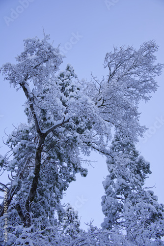 Snow covered tree in Yosemite National Park at winter