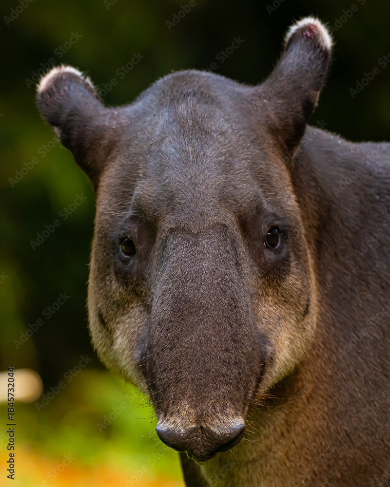 Obraz premium Baird's Tapir in Costa Rica