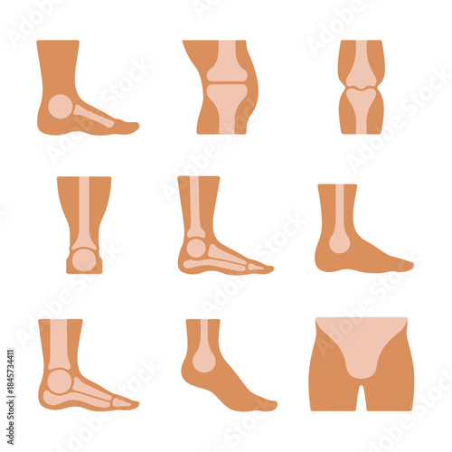 Human leg and foot anatomy icons collection with ankle knee heel bone structure medical flat vector illustration assets