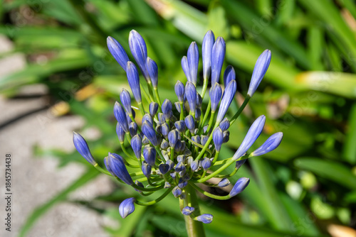 The agapanthus is an elegant flower with blue or white petals, a symbol of beauty and harmony, widely used in gardens to create enchanting scenery.