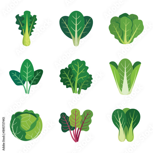 Assorted leafy vegetable icon collection featuring bok choy kale lettuce cabbage and spinach clean flat vector food elements
