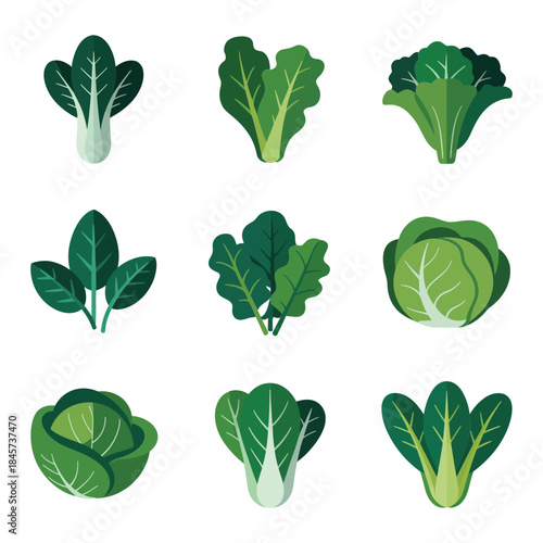 Leafy green vegetable icon collection with lettuce cabbage spinach kale and bok choy flat vector illustrations for healthy diet graphics