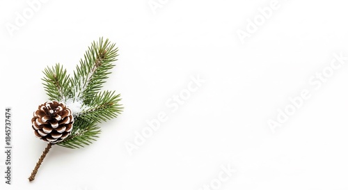 A Single Pine Cone and Branch with Snow on a White Background.