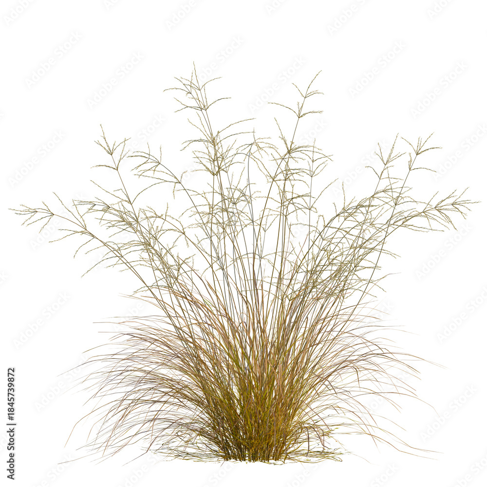 Fototapeta premium Eragrostis curvula tree, front view, 8K PNG, isolate, cutout, Golden grass plant on transparent background for design