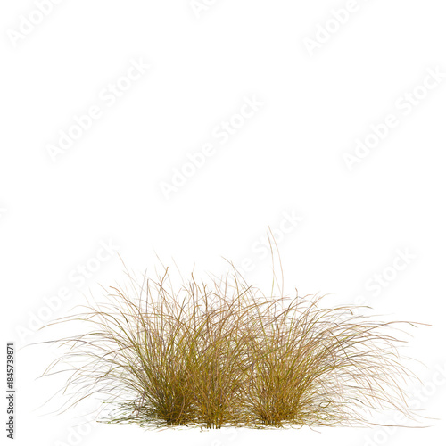 Eragrostis curvula tree, front view, 8K PNG, isolate, cutout, Clump of tall yellow grass on transparent background
