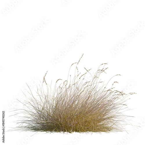Fotografi Hilaria mutica tree, front view, 8K PNG, isolate, cutout, Dry grass clump on tra