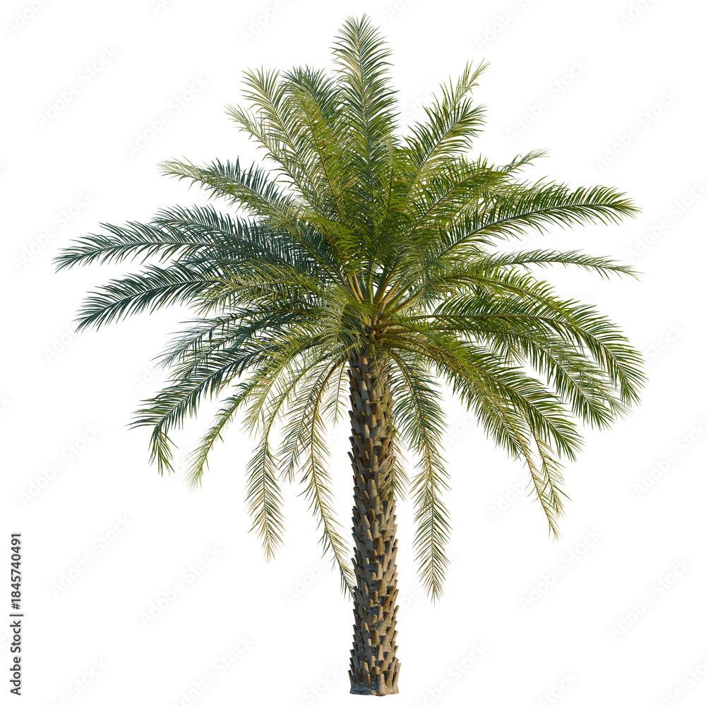 Obraz premium Phoenix dactylifera tree, front view, 8K PNG, isolate, cutout, Majestic palm tree with lush green leaves on transparent background