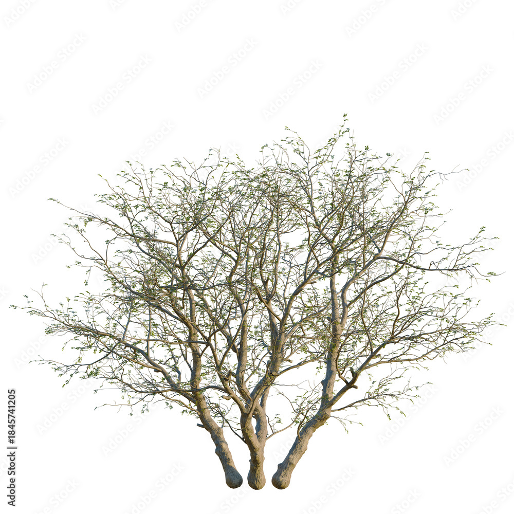 Fototapeta premium Senegalia mellifera tree, front view, 8K PNG, isolate, cutout, Tree with sparse leaves and multiple trunks on transparent background
