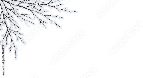 Snow covered tree branches in winter season on white background.