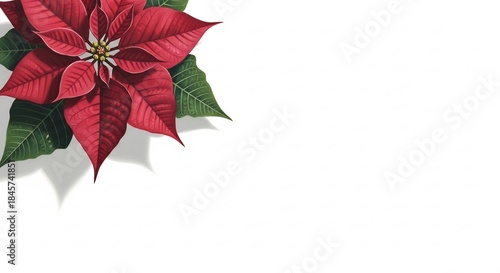 Vibrant Red Poinsettia Flower with Green Leaves on White Background.
