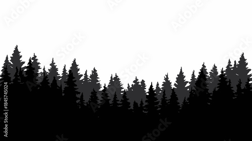 Silhouette of Dense Forest with Tall Evergreen Trees