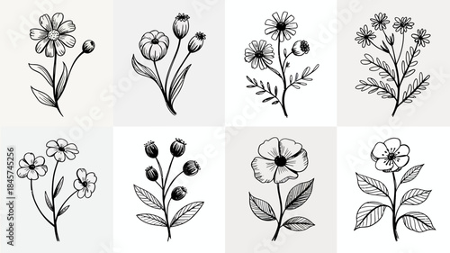 Black and White Wildflower Line Art Illustrations