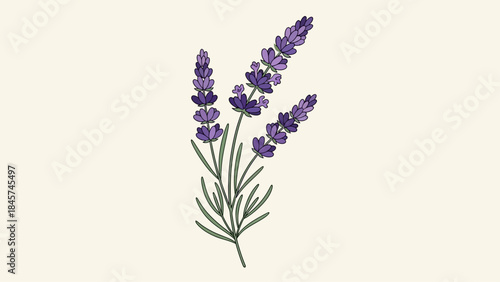 Illustration of lavender sprigs with purple flowers and green leaves.