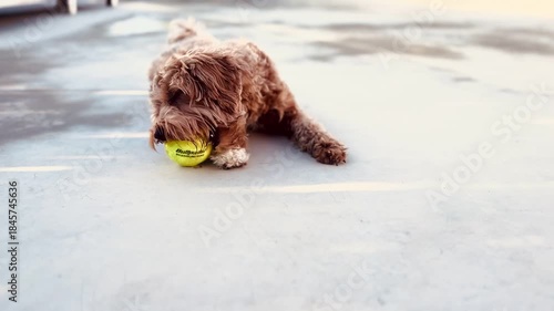 Happy Puppy Playing and Biting a Ball