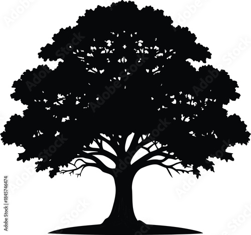 Black silhouette of a large mature tree isolated on a white background