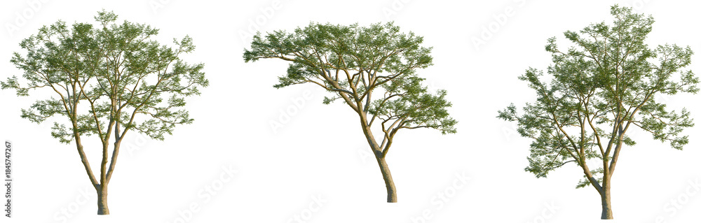 Obraz premium Vachellia xanthophloea tree, front view, cutout, isolate, 8k PNG, Three green trees with brown trunks on transparent background