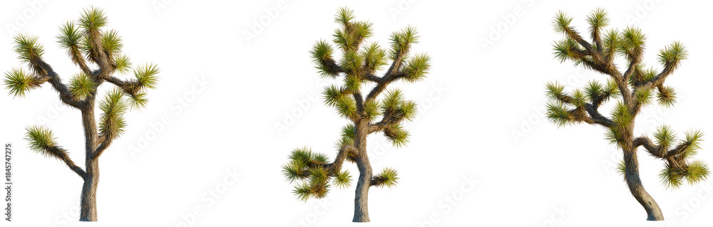 Fototapeta premium Yucca brevifolia tree, front view, cutout, isolate, 8k PNG, Three Joshua trees on transparent background for design