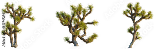 Photos Yucca brevifolia tree, front view, cutout, isolate, 8k PNG, Three Joshua trees o