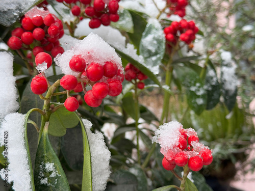 Winterberry holly Ilex verticillata red berries in winter garden. 