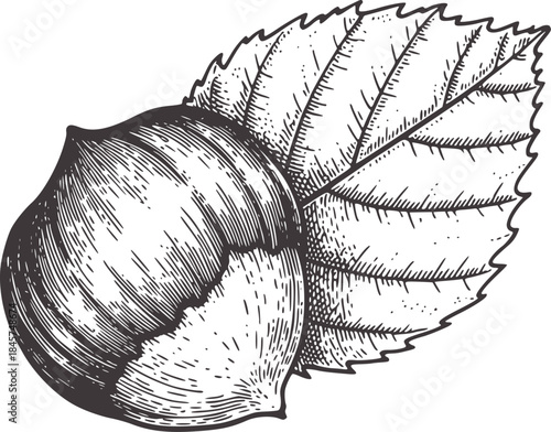 botanical of hazelnut and leaf