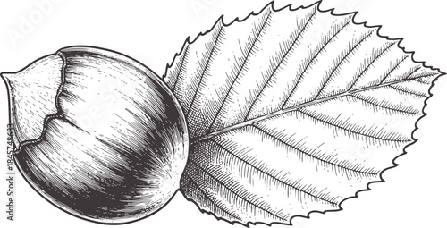 Detailed black and white botanical of hazelnut and leaf
