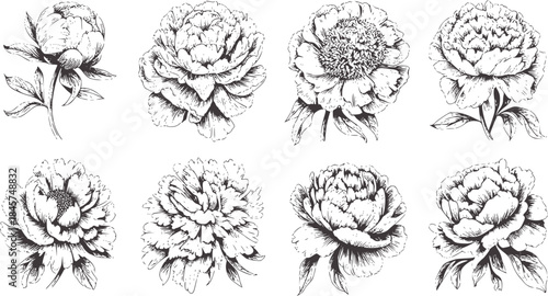 Eight detailed peony flower line in monochrome peonies