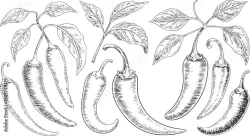 Hand drawn green chili peppers botanical with leaves