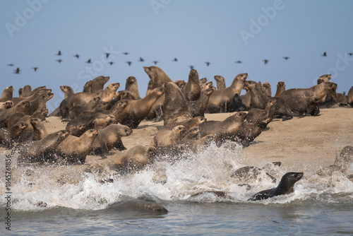 Leones marinos de Bahia dos Tigres, Angola