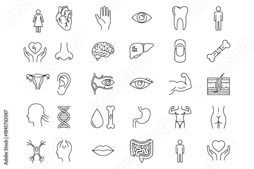 Anatomy & Human Body set,
Anatomy & Human Body Line Art Icons – Minimal Vector