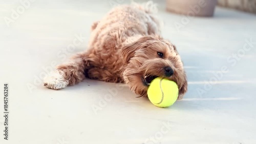 Adorable Puppy Lying Down in a Playful Position