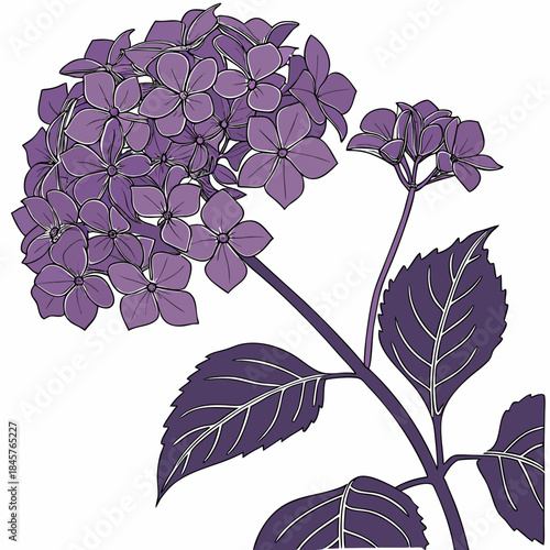 hydrangea cut purple on white background 