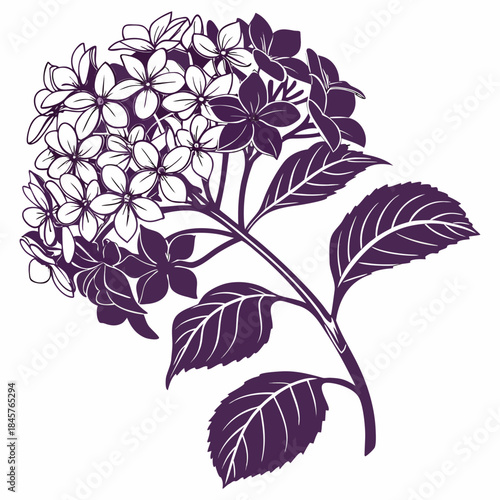 hydrangea paniculata pink with leaves