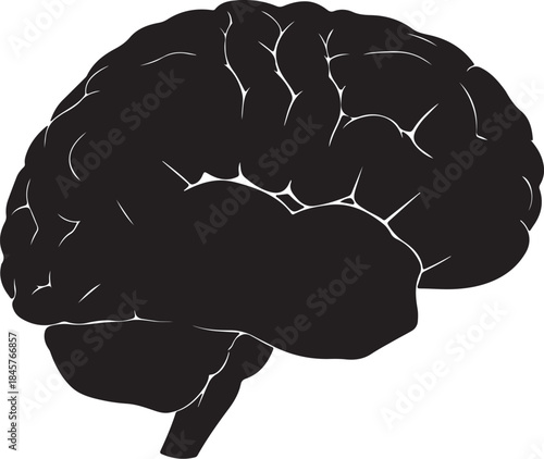 Black and White Outline of a Human Brain with Detailed Gyri and Sulci also transparent background