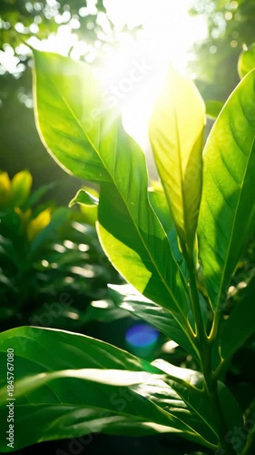 Sunlight Shining Through Lush Green Leaves in Forest