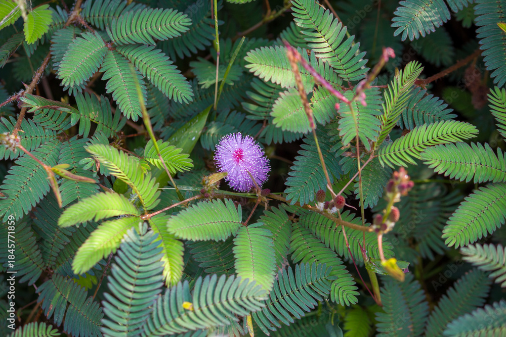 Ταπετσαρία Sensitive Plant Flower Close Up with Pink Mimosa Pudica Bloom in Nature, Shameplant flower