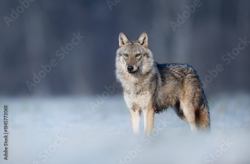 Fototapeta Naklejka Na Ścianę i Meble -  Grey wolf ( Canis lupus ) close up