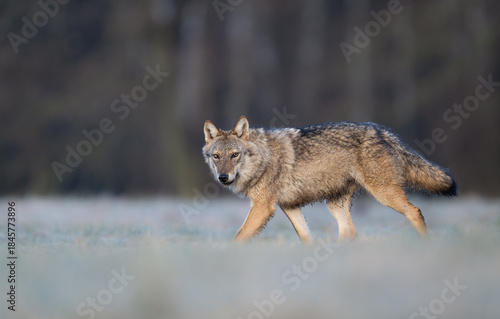Fototapeta Naklejka Na Ścianę i Meble -  Grey wolf ( Canis lupus ) close up