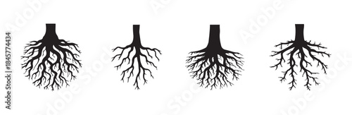 Four distinct vector illustrations of tree trunks with spreading root bases for comparison or educational use